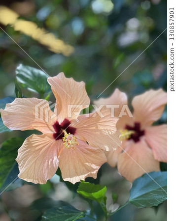 Hibiscus flowers with pink petals in garden setting, suitable for background or nature themes 130857901