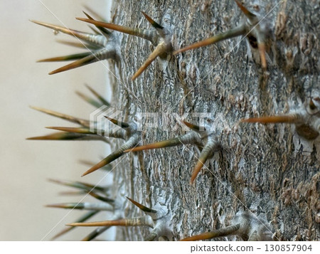Closeup of thorny tree bark with sharp spikes, detailed texture and natural background 130857904