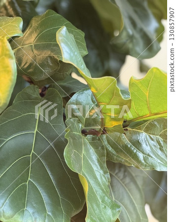Fiddle leaf fig leaves with prominent veins and glossy texture, suitable for natural background 130857907