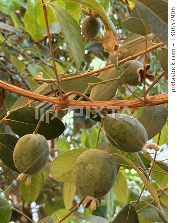 Feijoa fruits on branches with dense green leaves in a garden background 130857908
