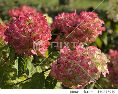 Hydrangea flowers in full bloom under sunlight, showcasing vibrant pink and green hues Hydrangea flowers in full bloom under sunlight, showcasing vibrant pink and green hues 130857910