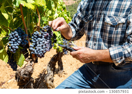 Cannonau grapes. Agronomist measures the level of sugars in grapes with the refractometer. Agriculture. Cannonau grapes. Agronomist measures the level of sugars in grapes with the refractometer. Agriculture. 130857931