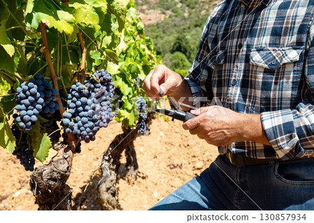 Cannonau grapes. Agronomist measures the level of sugars in grapes with the refractometer. Agriculture. Cannonau grapes. Agronomist measures the level of sugars in grapes with the refractometer. Agriculture. 130857934