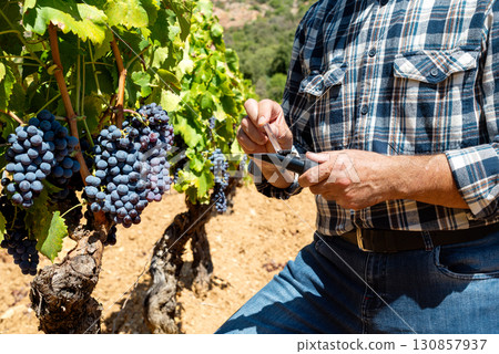 Cannonau grapes. Agronomist measures the level of sugars in grapes with the refractometer. Agriculture. Cannonau grapes. Agronomist measures the level of sugars in grapes with the refractometer. Agriculture. 130857937