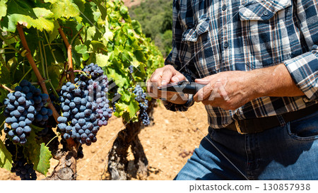 Cannonau grapes. Agronomist measures the level of sugars in grapes with the refractometer. Agriculture. Cannonau grapes. Agronomist measures the level of sugars in grapes with the refractometer. Agriculture. 130857938