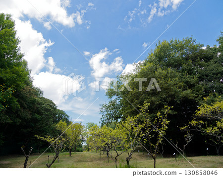 Summer clouds 130858046