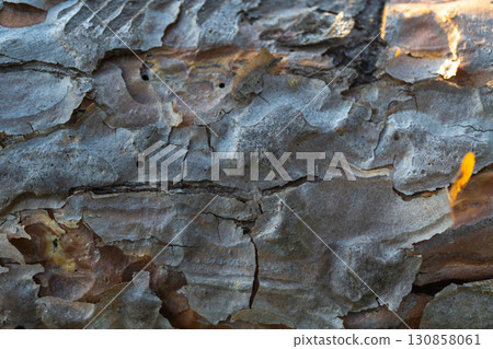 Close-up of weathered tree bark with textured layers in sunlight Close-up of weathered tree bark with textured layers in sunlight 130858061