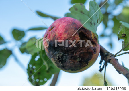Close-up of rotten apple with dark spots on tree branch Close-up of rotten apple with dark spots on tree branch 130858068