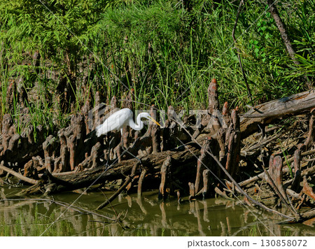 Hunting of the Great Egret, a subspecies of the heron family, the Great Egret Hunting of the Great Egret, a subspecies of the heron family, the Great Egret 130858072