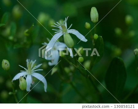 毛茛科毛茛科植物的開花 毛茛科毛茛科植物的開花 130858121