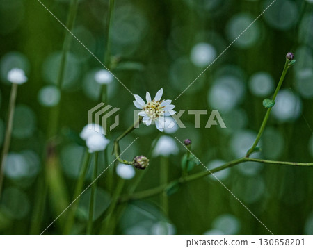 泉水濕地植物：澤鵯、白百草叢 130858201