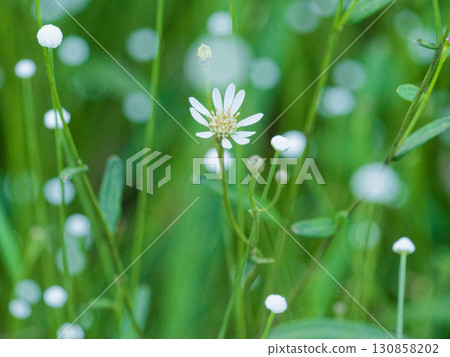 Plants of spring-fed wetlands: Sawa bulbul, Shiratamoshikusa clump Plants of spring-fed wetlands: Sawa bulbul, Shiratamoshikusa clump 130858202