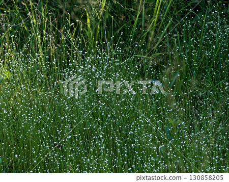 Japanese endemic species of the Eriocaulaceae family, Eriocaulaceae 130858205