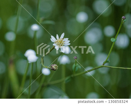 Plants of spring-fed wetlands: Sawa bulbul, Shiratamoshikusa clump Plants of spring-fed wetlands: Sawa bulbul, Shiratamoshikusa clump 130858324