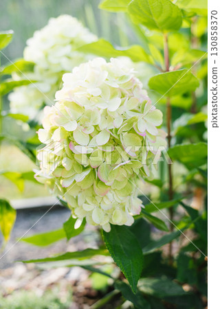 Flowering hydrangea Bonfire in landscaped garden Flowering hydrangea Bonfire in landscaped garden 130858370