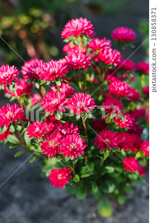 Chinese pink aster Troubadour blooming in summer garden Chinese pink aster Troubadour blooming in summer garden 130858371