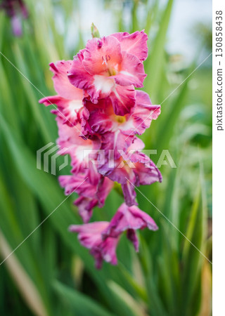 Fading and blooming gladiolus in garden Fading and blooming gladiolus in garden 130858438