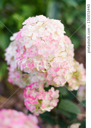Framboisine hydrangea with early pink tones in garden Framboisine hydrangea with early pink tones in garden 130858440