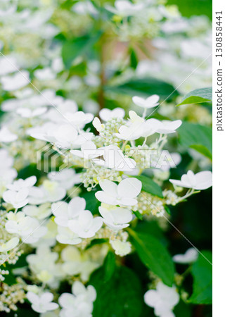Wims Red panicle hydrangea bloom stage white 130858441