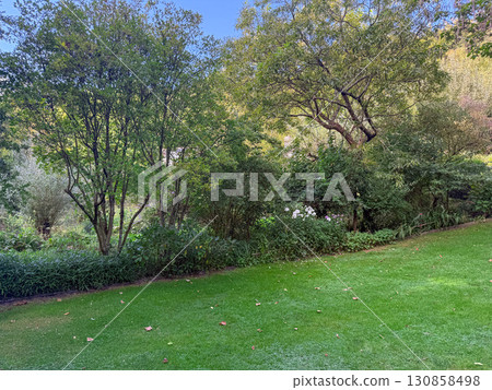 Enlgish green garden with multpiple type of trees and plants 130858498