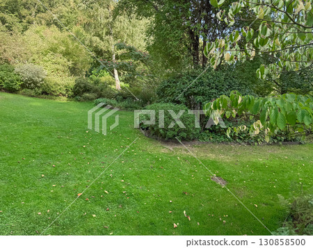 Enlgish green garden with multpiple type of trees and plants 130858500
