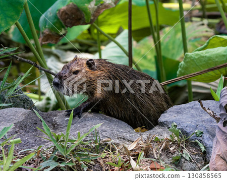Nutria, an invasive species in the lotus pond Nutria, an invasive species in the lotus pond 130858565