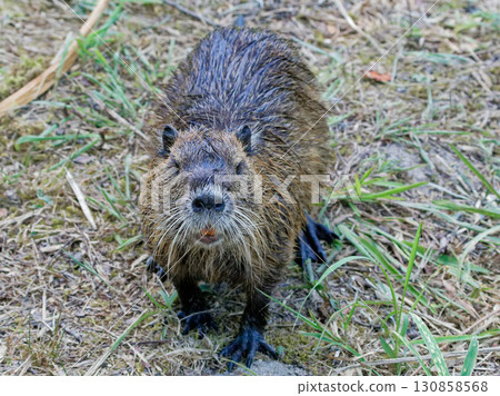 Nutria, an invasive species in the lotus pond Nutria, an invasive species in the lotus pond 130858568