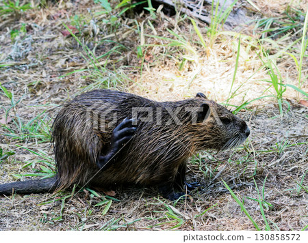 Nutria, an invasive species in the lotus pond 130858572