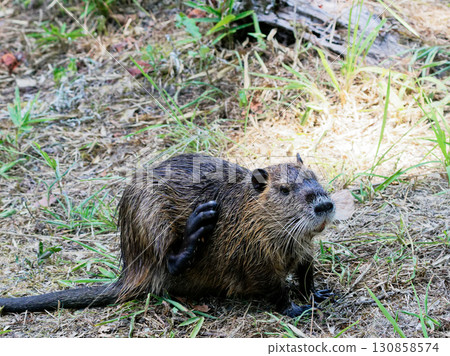 Nutria, an invasive species in the lotus pond 130858574