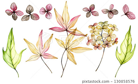 Set of delicate watercolor autumn leaves and flowers. transparent flowers, dry leaves. 130858576