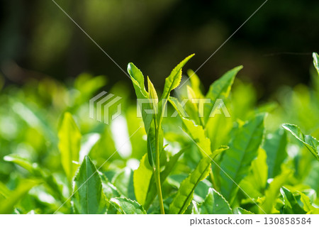 新茶葉、伊勢茶、水澤茶（三重縣四日市水澤町） 130858584