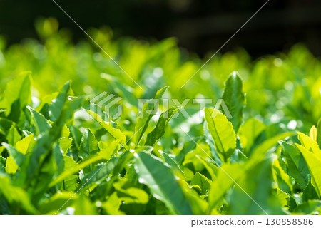 New tea leaves, Ise tea, Suizawa tea (Mizusawa-cho, Yokkaichi City, Mie Prefecture) New tea leaves, Ise tea, Suizawa tea (Mizusawa-cho, Yokkaichi City, Mie Prefecture) 130858586