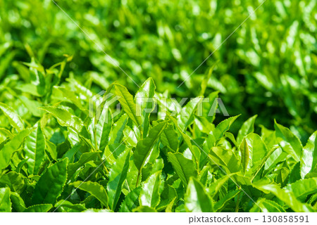 New tea leaves, Ise tea, Suizawa tea (Mizusawa-cho, Yokkaichi City, Mie Prefecture) 130858591