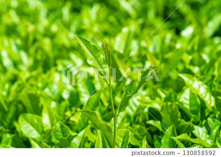 新茶葉、伊勢茶、水澤茶（三重縣四日市水澤町） 130858592