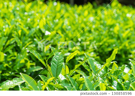 新茶葉、伊勢茶、水澤茶(三重縣四日市水澤町) 新茶葉、伊勢茶、水澤茶(三重縣四日市水澤町) 130858596