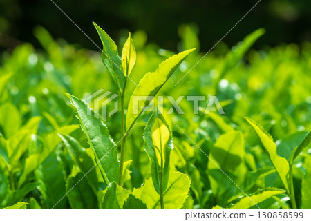 New tea leaves, Ise tea, Suizawa tea (Mizusawa-cho, Yokkaichi City, Mie Prefecture) New tea leaves, Ise tea, Suizawa tea (Mizusawa-cho, Yokkaichi City, Mie Prefecture) 130858599