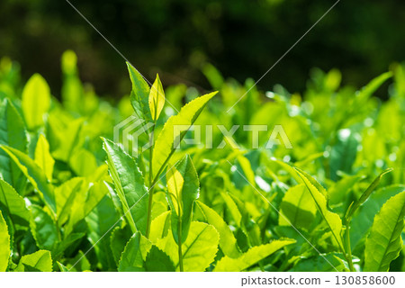 新茶葉、伊勢茶、水澤茶（三重縣四日市水澤町） 130858600