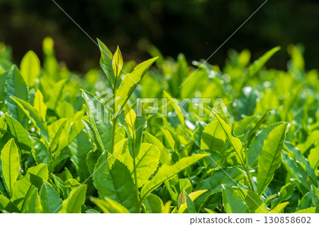 新茶葉、伊勢茶、水澤茶（三重縣四日市水澤町） 130858602