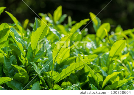 新茶葉、伊勢茶、水澤茶（三重縣四日市水澤町） 130858604