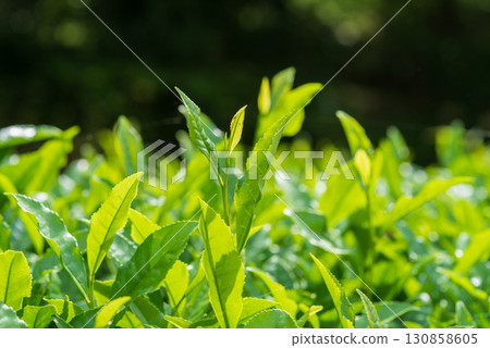 新茶葉、伊勢茶、水澤茶(三重縣四日市水澤町) 新茶葉、伊勢茶、水澤茶(三重縣四日市水澤町) 130858605
