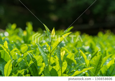新茶葉、伊勢茶、水澤茶（三重縣四日市水澤町） 130858606
