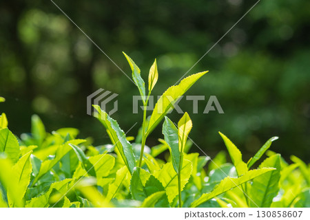 New tea leaves, Ise tea, Suizawa tea (Mizusawa-cho, Yokkaichi City, Mie Prefecture) 130858607