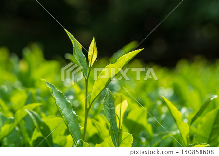 新茶葉、伊勢茶、水澤茶（三重縣四日市水澤町） 130858608