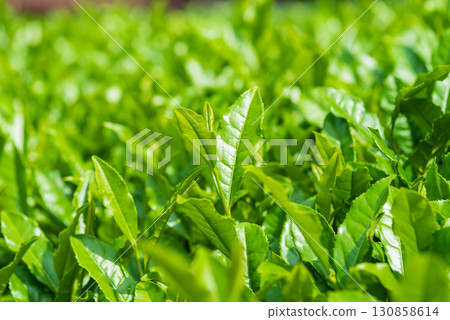 新茶葉、伊勢茶、水澤茶（三重縣四日市水澤町） 130858614