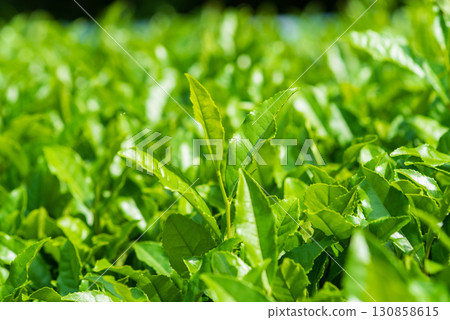 新茶葉、伊勢茶、水澤茶(三重縣四日市水澤町) 新茶葉、伊勢茶、水澤茶(三重縣四日市水澤町) 130858615