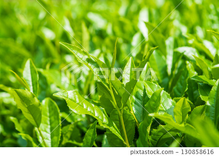 新茶葉、伊勢茶、水澤茶(三重縣四日市水澤町) 新茶葉、伊勢茶、水澤茶(三重縣四日市水澤町) 130858616