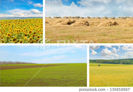 Collage of Agricultural Landscapes and Fields 130858987