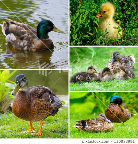 Collage of Mallard Ducks and Ducklings 130858991