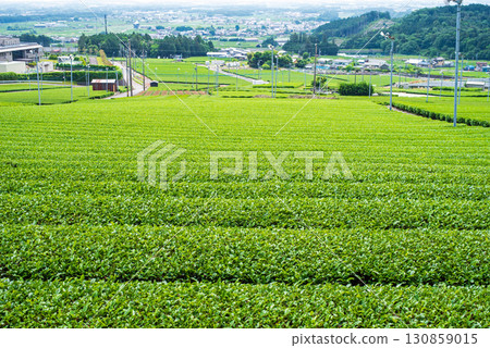新茶園、伊勢茶、水澤茶（三重縣四日市水澤町） 130859015