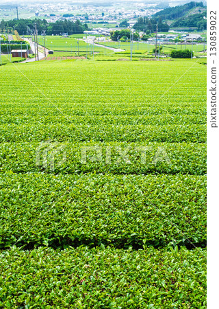 New tea fields, Ise tea, and Suizawa tea (Mizusawa Town, Yokkaichi City, Mie Prefecture) New tea fields, Ise tea, and Suizawa tea (Mizusawa Town, Yokkaichi City, Mie Prefecture) 130859022
